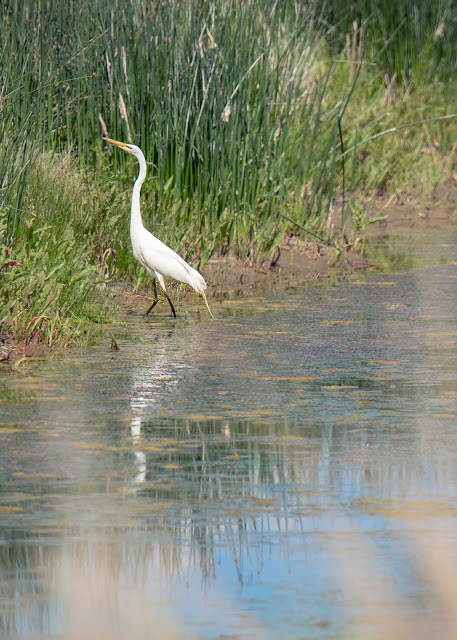 wildlife, nature, nature photography, Mt. Shasta, landscape photography, California, travel, birds, birdwatching, art, 