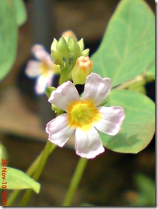 Oxalis barrelieri-Belimbing Tanah-Lavender sorrel 31