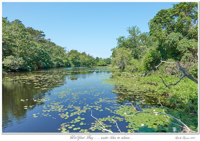 Wellfleet Bay: ... water lilies in silence...