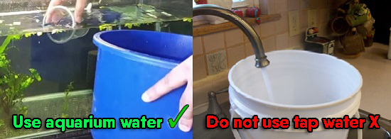 Fill bucket with aquarium water