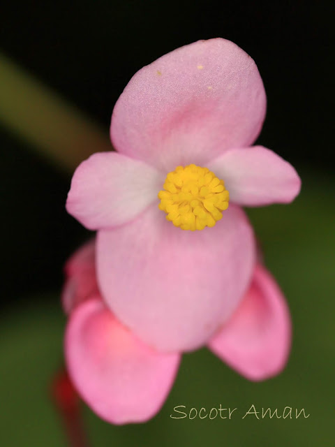 Begonia grandis