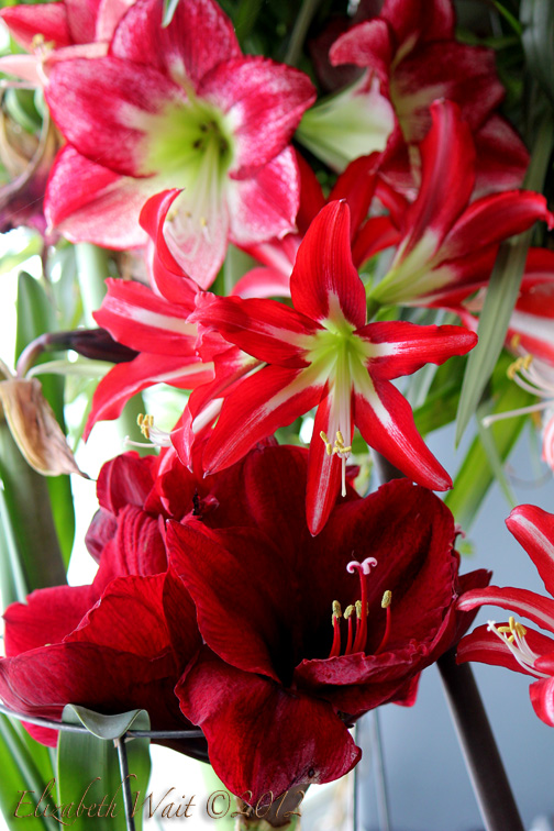 IMG_6420-2012-03-7-20-20.jpg