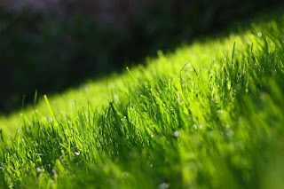 Most beautiful green HD wallpaper for iPhone Desktop tab and  all Smartphone androidvally.blogspot.com