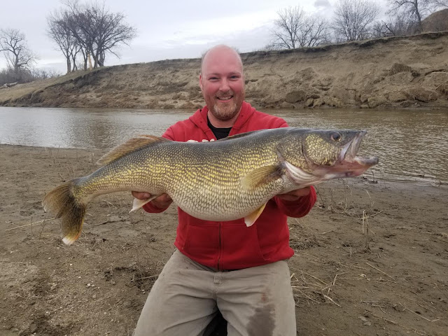 North Dakota Record Walleye caught in April of 2019 by Tom Volk in the Heart River in Mandan North Dakota.