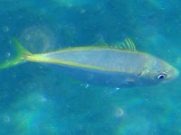 Gelbflossen-Makrele