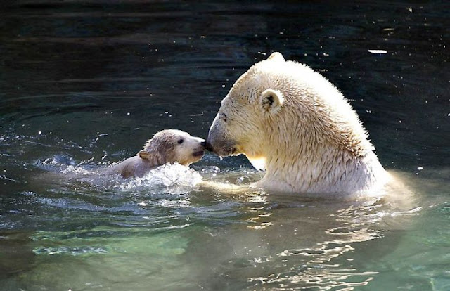 Animals With Babies | Baby Animals