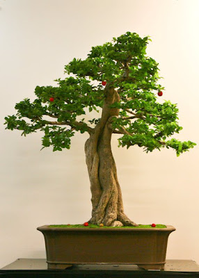 bonsai sianci juara