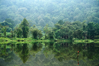 Macfull Blog Wallpaper hutan