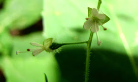 two blooms of enchanters nightshade
