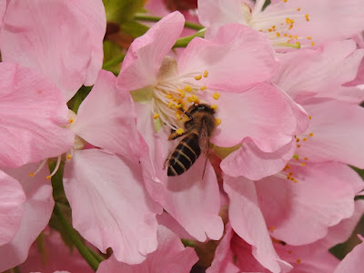 蜜蜂與昭和櫻