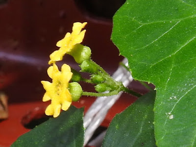 垂果瓜的雄花序