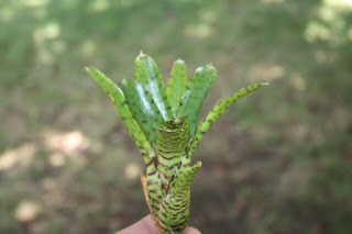 neoregelia efitiquina espirito santo