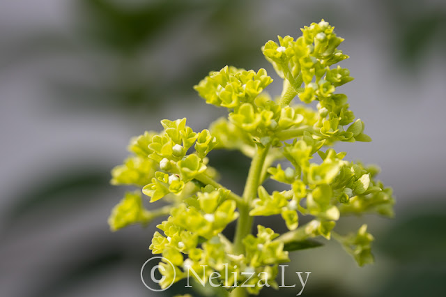 hydrangea