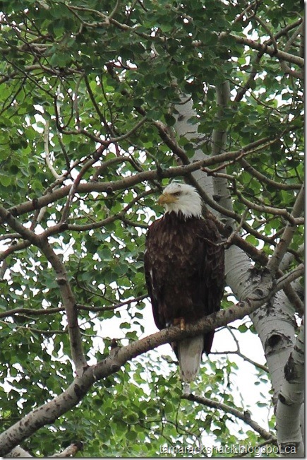 eagle11