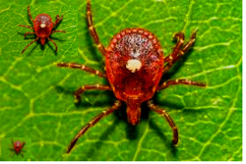 What kinds of ticks are in Colorado and what sicknesses do they,,
