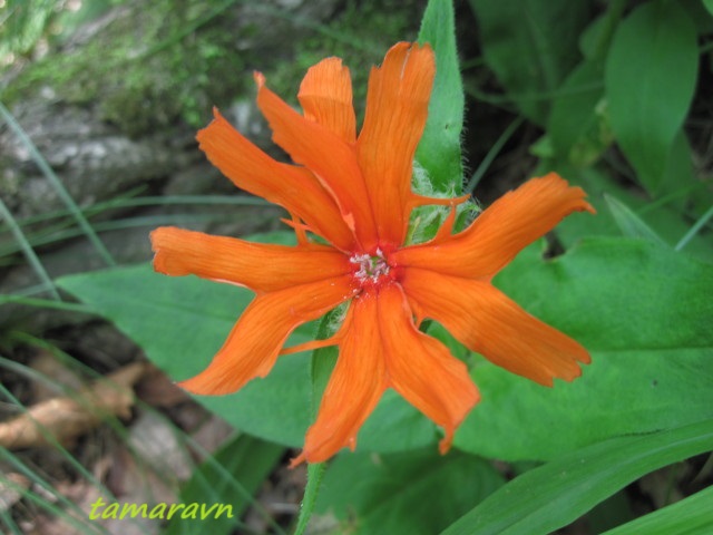 Зорька сверкающая (Lychnis fulgens)