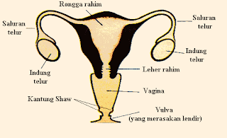 Organ Reproduksi Wanita Bagian dalam