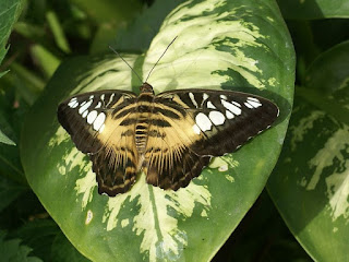 Parthenos sylvia - Clipper