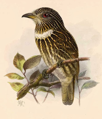 White chested Puffbird