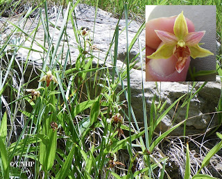 Epipactis gigantea