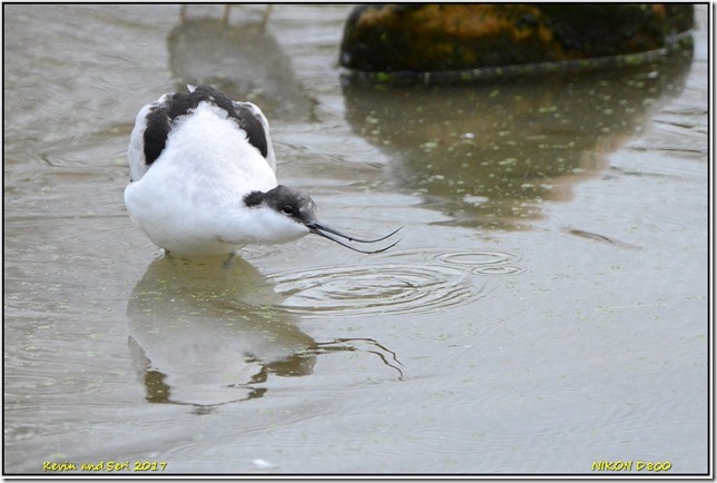 Slimbridge WWT - December
