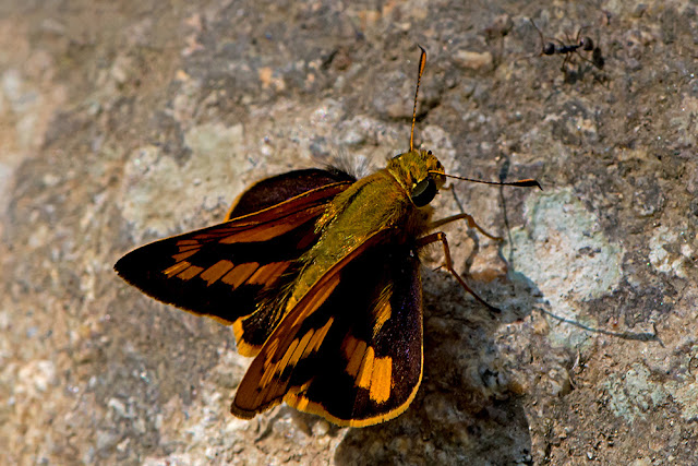 Telicota bambusae the Dark Palm Dart butterfly