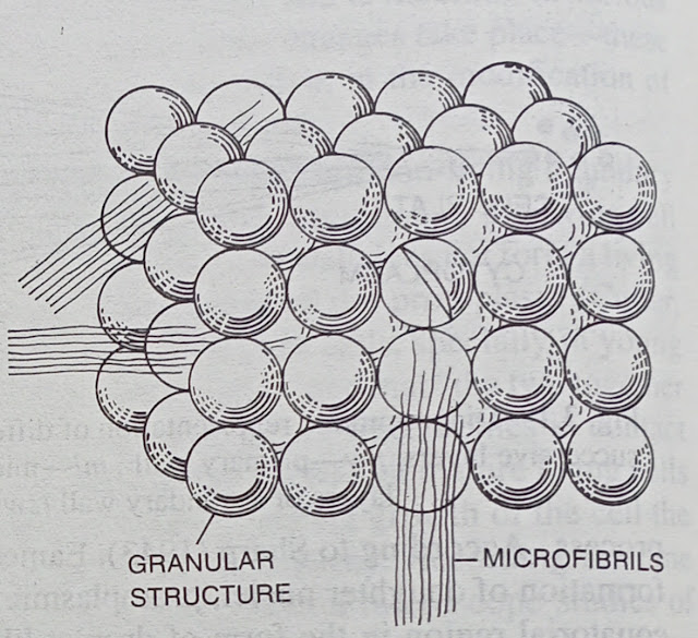 Origin of the cell wall-digieduco