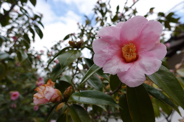 鳥取県米子市大篠津町 アジア博物館・井上靖記念館 サザンカ（山茶花）