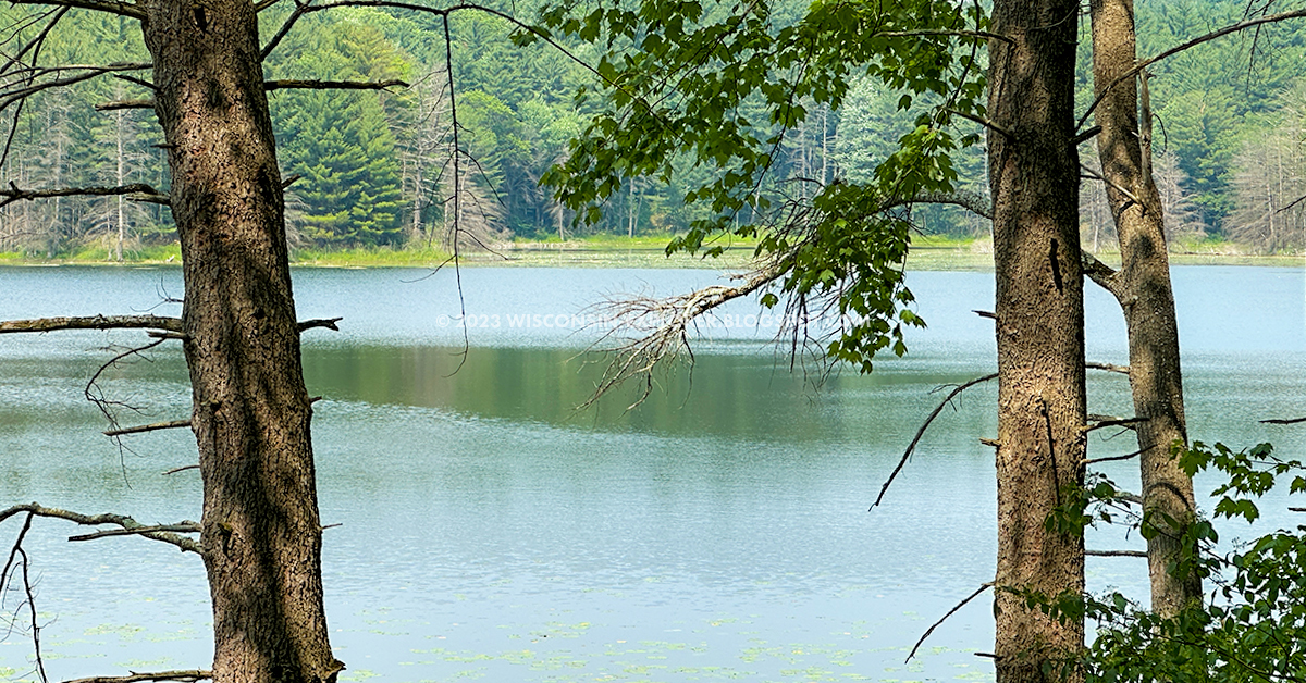 Panoramic view of a still lake through pine trees