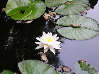 Nenúfares,Water Lily,lirios de agua,colonias,perfumes,fragancias,olor,olores