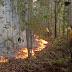 Incêndio em Santa Cruz Cabrália já devastou área de 7km²