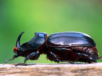 rhinoceros-beetle_5819_600x450