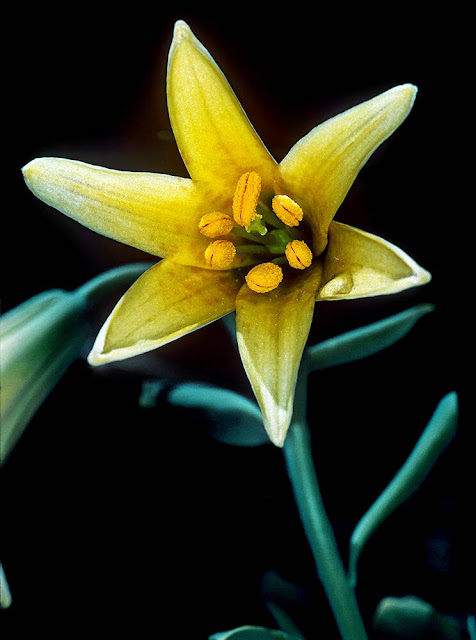 Лилия Боландера (Lilium bolanderi)