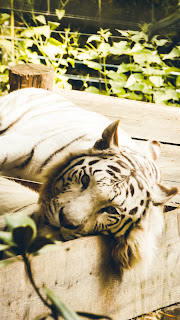 un regard tigrement beau