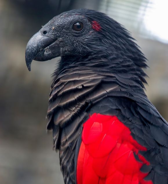 Loro aguileño, Loro Drácula