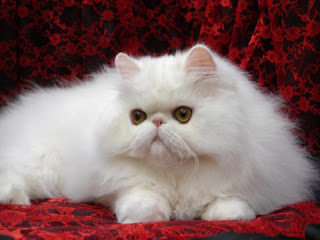 Persian Cat