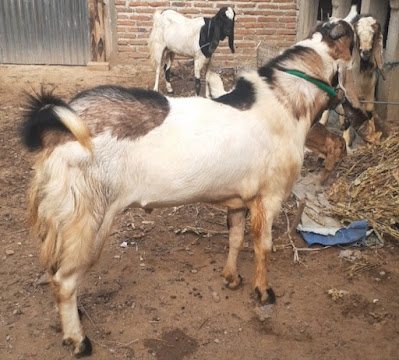 gambar kambing