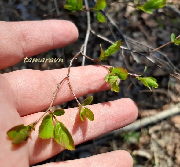 Спирея уссурийская / Таволга уссурийская (Spiraea ussuriensis)