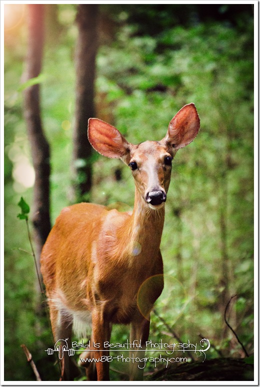 Radnor Lake 7-17-10-11