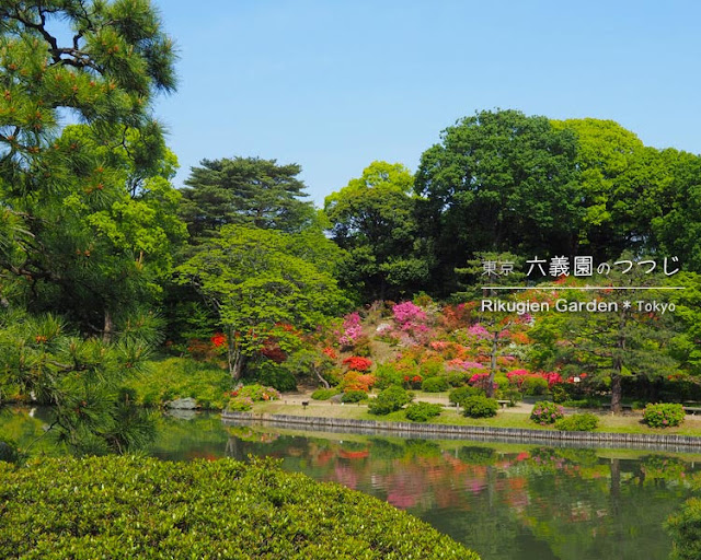 六義園のつつじ