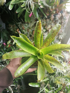 Vriesea fenestralis