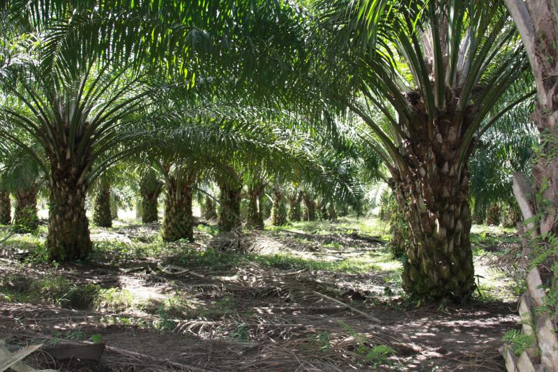 Pantai parangtritis: PENGEMBANGAN PERKEBUNAN KELAPA SAWIT 