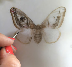 Emperor moth on transparent vellum