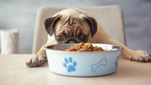 how long to feed puppy food?