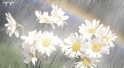 Dian Yang Tak Kunjung Padam Aneka Animasi Bunga Di Saat Hujan