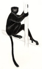 Perrier´s sifaka