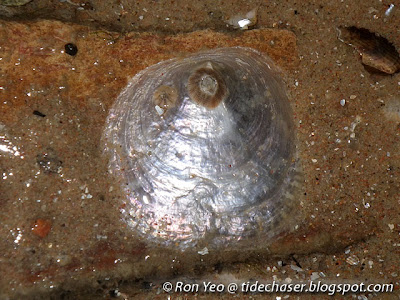 Jingle Shell (Family Anomiidae)