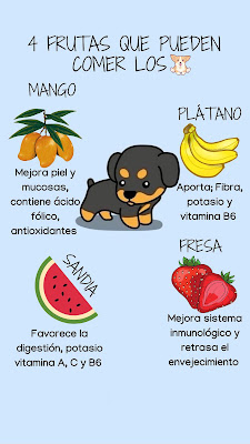 Cuatro frutas que pueden comer los perros: ¡Una deliciosa y saludable opción!