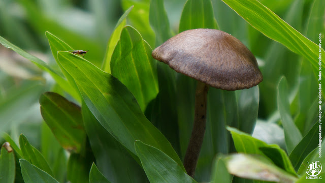 Cogumelo no gramado.