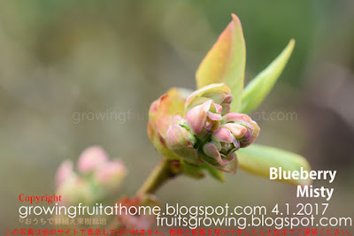 ブルーベリーミスティの花芽